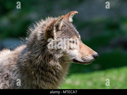 Algonquin lupo (Canis lupus lycaon), animale ritratto, vista laterale, captive Foto Stock