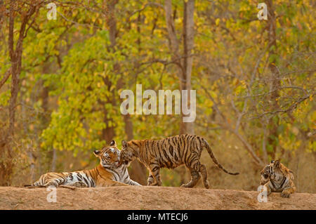 Tigre del Bengala (Panthera tigris tigris), tigre con due giovani, giacente sul terreno, Bandhavgarh National Park, il Madhya Pradesh Foto Stock