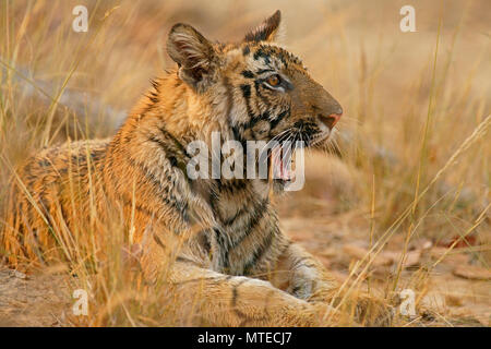 Tigre del Bengala (Panthera tigris tigris), giovani sbadigli, animale ritratto, Bandhavgarh National Park, Madhya Pradesh, India Foto Stock