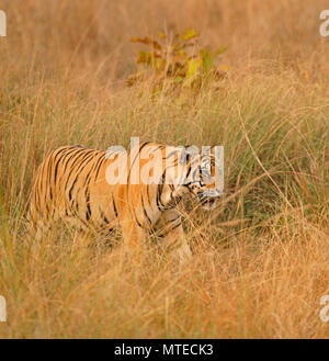 Tigre del Bengala (Panthera tigris tigris), cimentandosi con attenzione attraverso l'erba, Tadoba Riserva della Tigre, Maharashtra, India Foto Stock