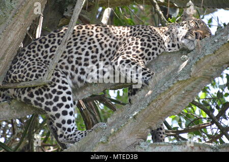 Leopard dorme su un ramo in Queen Elizabeth National Park Foto Stock