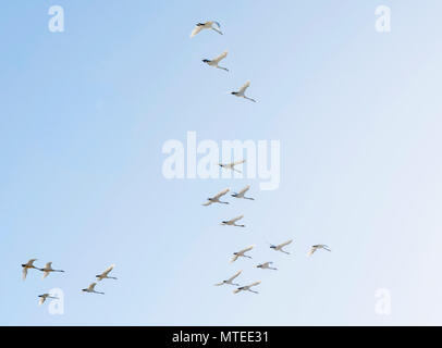 Stormo di uccelli, battenti Whooper cigni (Cygnus cygnus) in formazione, Sud Islanda Islanda Foto Stock