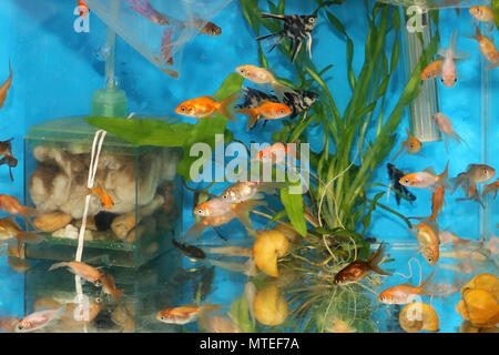 Piccoli pesci d'oro all'interno del serbatoio dell'acqua con piante decorative Foto Stock