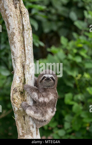 Un captive "pet" marrone-throated sloth, Bradypus variegatus, San Francisco Village, Loreto, Perù Foto Stock