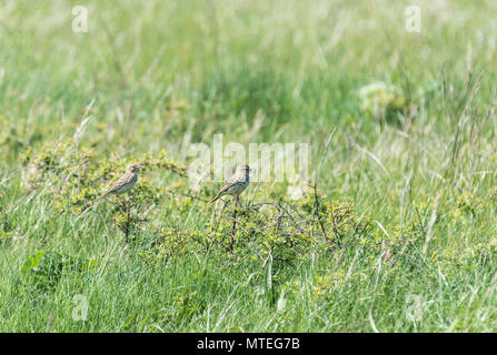 Adulto Meadow Pipit (Anthus pratensis) con la preda e la neonata Foto Stock