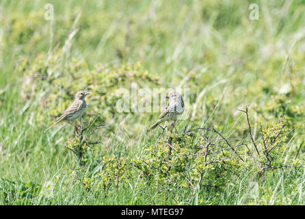 Adulto Meadow Pipit (Anthus pratensis) con la preda e la neonata Foto Stock