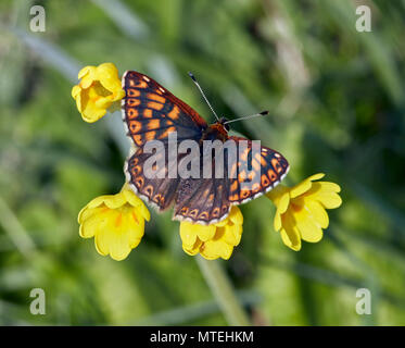 Il duca di Borgogna farfalla sulla cowslip fiori. Noar Hill Riserva Naturale, Selborne, Hampshire, Inghilterra. Foto Stock