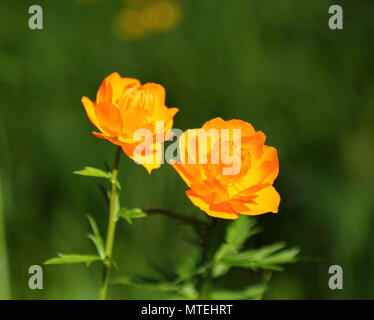 Globo fiori (Trollius) in Siberia Foto Stock