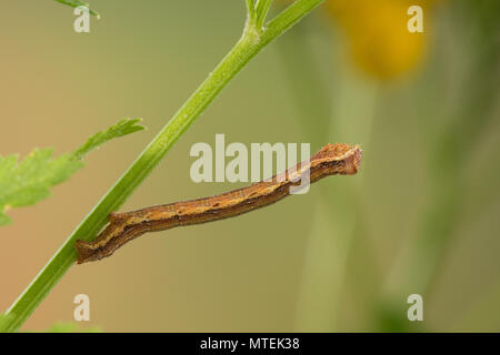 Heidespanner, Heide-Spanner, Heideland-Tagspanner, Heidekraut-Spanner, Heidekrautspanner, Raupe frisst un Rainfarn, Ematurga atomaria, comune heath, h Foto Stock