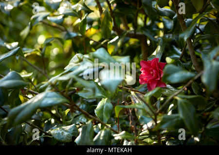 Camelia fiore in giardino Nidderdale, North Yorkshire Foto Stock