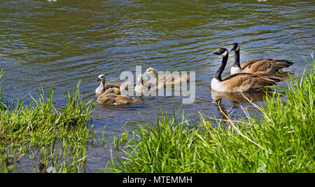 Una coniugata coppia di Oche del Canada e quattro goslings sul fiume Deschutes nel centro di Oregon. Foto Stock