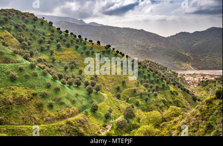 Oliveti, reti sotto gli alberi per la raccolta, la città di San Lorenzo in distanza, vista dalla strada 183, Parco Nazionale dell'Aspromonte, Calabria, Italia Foto Stock