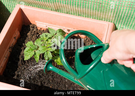 Abbeveraggio un crescente Totem dwarf pianta di pomodoro in un vaso da giardino, estate, Dorset, Regno Unito Foto Stock