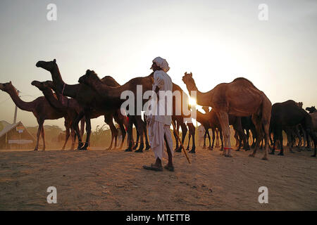 Il concessionario non identificato in tutto il mondo più grande mercato di cammelli Pushkar mela in Rajasthan, India Foto Stock