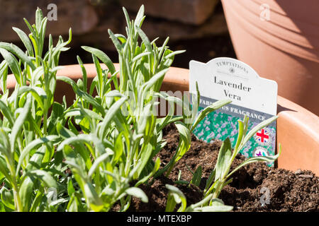 Lavandula angustifolia vera, inglese lavanda che cresce in un vaso da giardino, non ancora fioritura, Dorset, England, Regno Unito Foto Stock