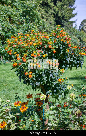 Lantana camara "Lentkiss", "Wandelröschen", famiglia Verbenaceae - giardini di Mainau, il lago di Costanza Foto Stock