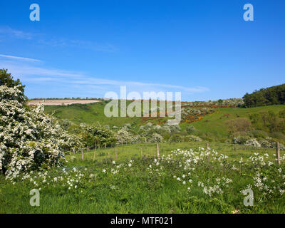 Primavera Estate paesaggi agricoli in Millington pascoli con bianco Fiore di Biancospino valle verde e di erba dei prati con fiori selvaggi sotto un cielo blu Foto Stock