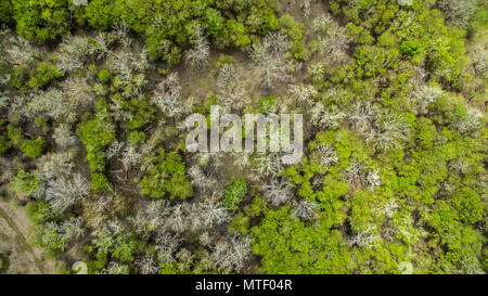 Mezzo morto, metà vivente delle foreste sull'orlo della distruzione Foto Stock