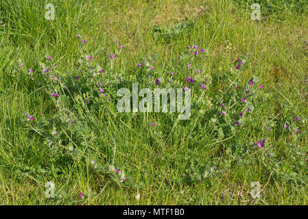 Vetch comune, Vicia sativa, con fiori di magenta fioritura nella prateria ruvida, berkshire, può Foto Stock