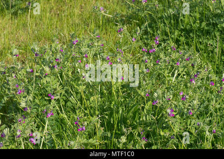 Vetch comune, Vicia sativa, con fiori di magenta fioritura nella prateria ruvida, berkshire, può Foto Stock