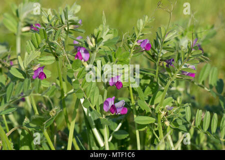 Vetch comune, Vicia sativa, con fiori di magenta fioritura nella prateria ruvida, berkshire, può Foto Stock