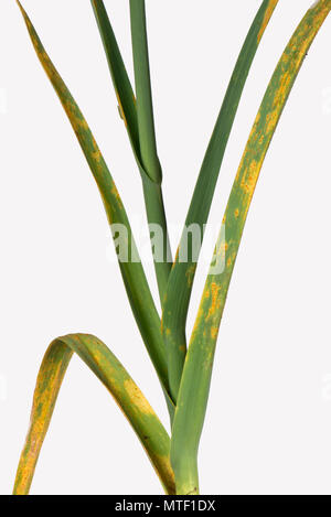 Porro, ruggine Puccinia allii (syn P. porri), malattia fungina infezione e orange pustole sulle foglie del porro, può Foto Stock