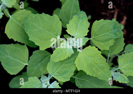 Fat-gallina o agnello, quarti, Chenopodium album, giovani piante annuali delle seminativi e giardino erbaccia, può Foto Stock