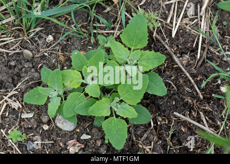 Fat-gallina o agnello, quarti, Chenopodium album, giovani piante annuali delle seminativi e giardino erbaccia, può Foto Stock