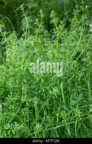 Cleavers, goosegrass, stickyweed, Galium aparine, crescendo rapidamente per soffocare di altri tipi di vegetazione in primavera, può Foto Stock