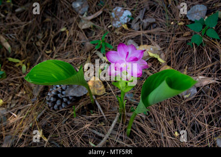 Wild Curcuma Fiore rosa Foto Stock