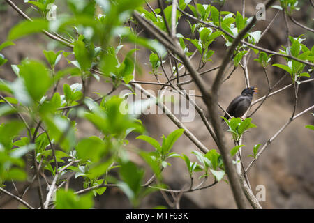 Jungle Myna (Acridotheres fuscus) Foto Stock