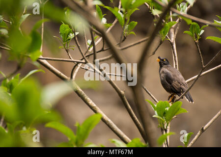 Jungle Myna (Acridotheres fuscus) Foto Stock