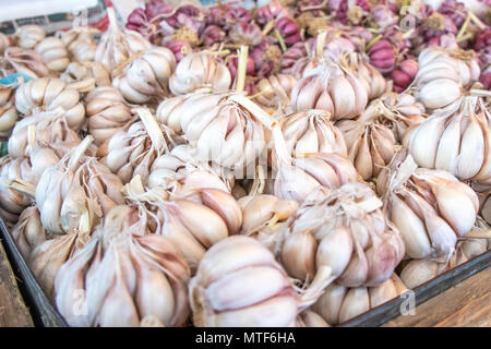 Bin di fresco aglio locale per la vendita a livello locale mercato di frutta e verdura o souk. Foto Stock