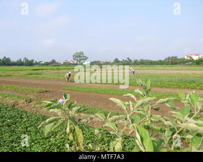 HOI AN, VIETNAM - 18marzo 2018: gli agricoltori che lavorano,rastrellamento, irrigazione con le mani nel campo di arachidi la mattina presto ad Hoi An Foto Stock
