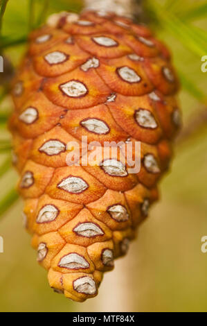 Macro dettaglio di una pinecone chiusa di un pino d'Aleppo (Pinus halepensis) nel Parco Naturale di Ses Salines (Formentera, Isole Baleari, Spagna) Foto Stock