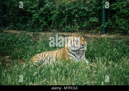 Tiger sotto un albero a Fasano Puglia Italia Foto Stock