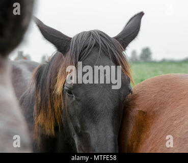 Tutte le future stelle sono cresciuto in casa in Ontario dal Tannenfels stabile Foto Stock