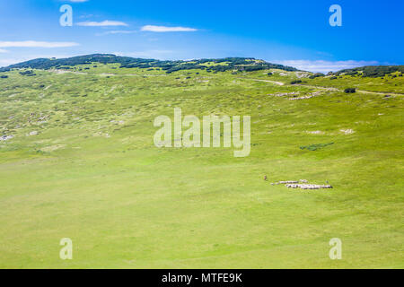 Allevamento di pecore con cani e coppia di cavalli su un ampio campo di verde in montagna Foto Stock
