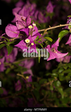 Paperflower (Bougainvillea glabra) Foto Stock