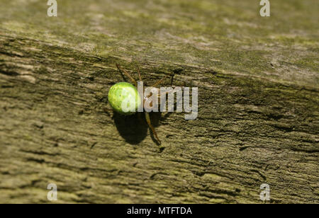 Un grazioso Cucumber green Orb Spider ( Araniella cucurbitina stricto sensu) a caccia di cibo su una staccionata di legno. Foto Stock