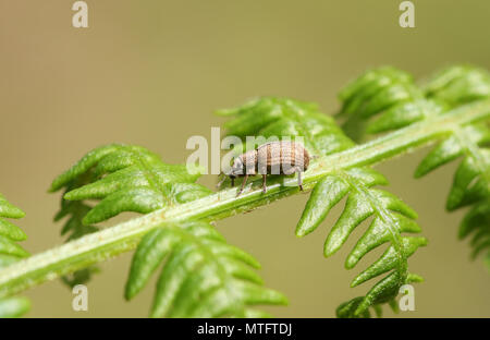 Un piccolo comune curculione foglia (Phyllobius pyri) appollaiate su una foglia bracken in una foresta. Foto Stock