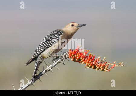 Un picchio gila su un blooming ocotillo nel Deserto di Sonora dell Arizona, Stati Uniti. Foto Stock