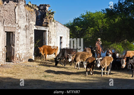 Un messicano CABALLERO allevamento bestiame nei pressi di un vecchio hacienda - San Miguel De Allende, Messico Foto Stock