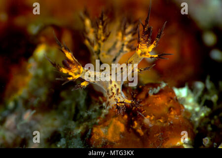 Sea slug Dendronotus regius. La foto è stata scattata in Anilao, Filippine Foto Stock