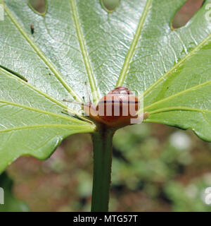 Nastrare giardino lumaca su una foglia Foto Stock