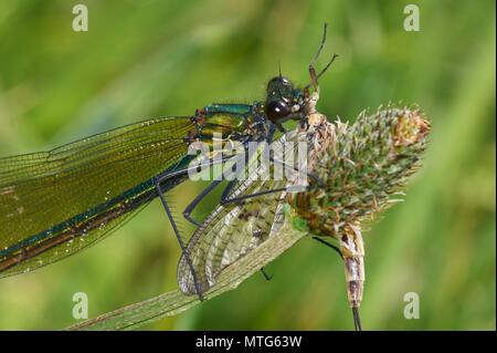 Femmina demoiselle nastrati damselfly con mayfly (Efemerotteri), fiume Severn, Shropshire Foto Stock