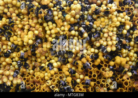 Bumble Bee nest Foto Stock