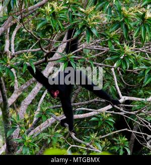 Spider monkey oscillanti maschio sul ramo di albero a monti Kanuku, Rupununi,Guyana Foto Stock