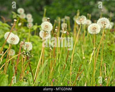 Mare di tarassaco orologi, seedheads di tarassaco (Taraxacum officinale) in Cumbria, England, Regno Unito Foto Stock