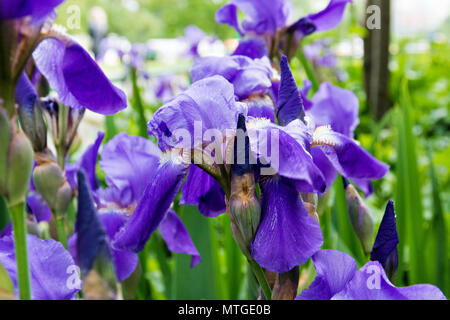 Aiuola di fiori viola iridi, fiori di iris in giardino, iris viola sullo sfondo Foto Stock